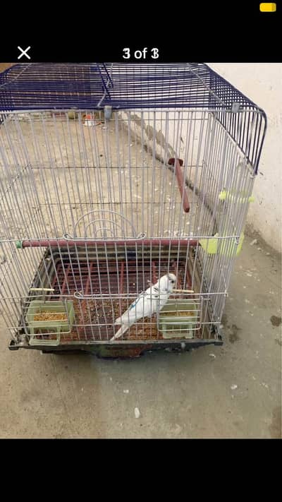 Australian parrot