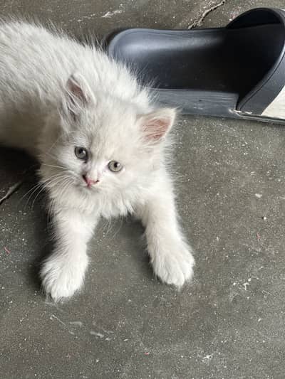 White Persian kitten Tripple coat