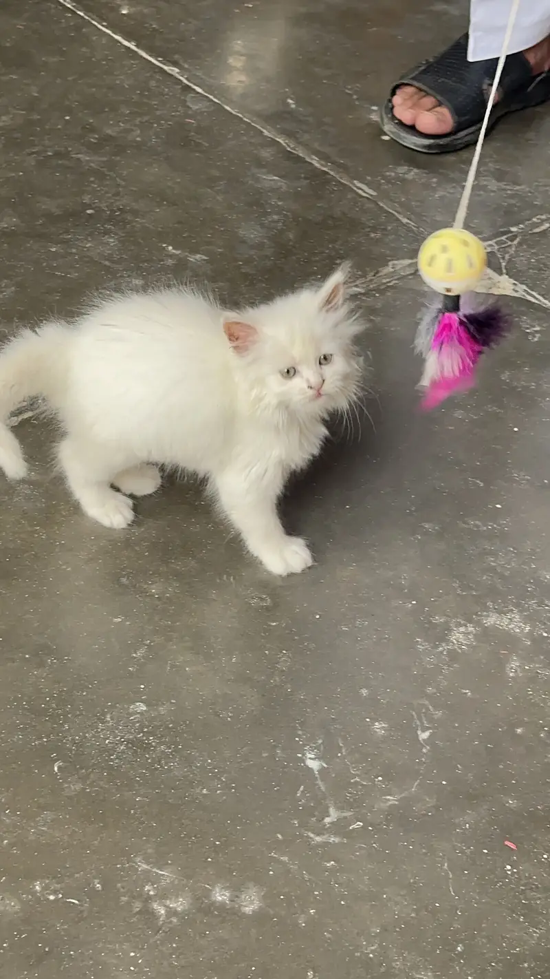 White Persian kitten Tripple coat — photo 2