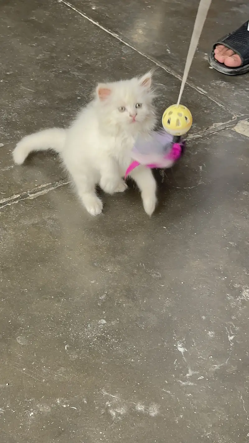 White Persian kitten Tripple coat — photo 3