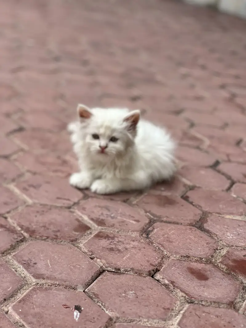 White Persian kitten Tripple coat — photo 4