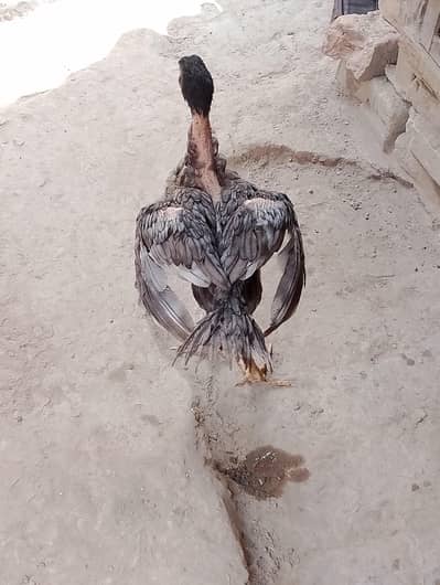 Assel Chicks for Sale