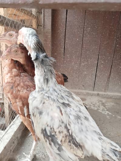 Assel Chicks for Sale