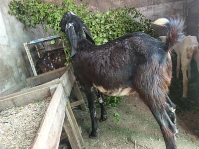 Bakra for Sales (Best for Aqeeqa and Sadiqa)