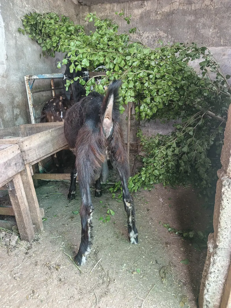 Bakra for Sales (Best for Aqeeqa and Sadiqa) — photo 2