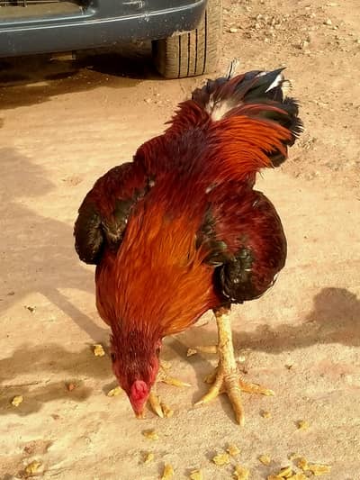 aseel lakha murga for sale
