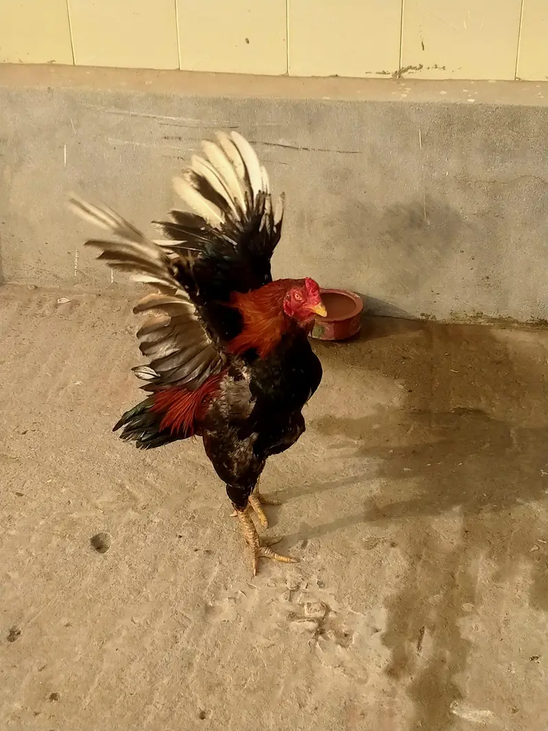 aseel lakha murga for sale — photo 2