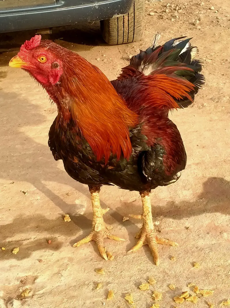 aseel lakha murga for sale — photo 3
