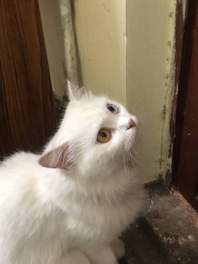 Persian cat triple coated