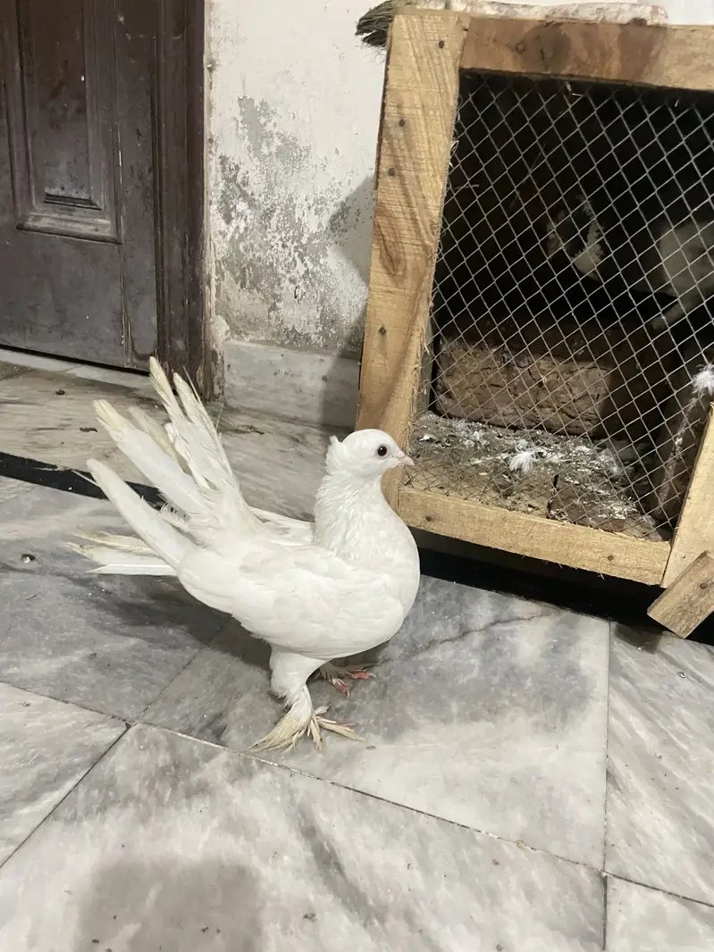 Indian fantail — photo 3