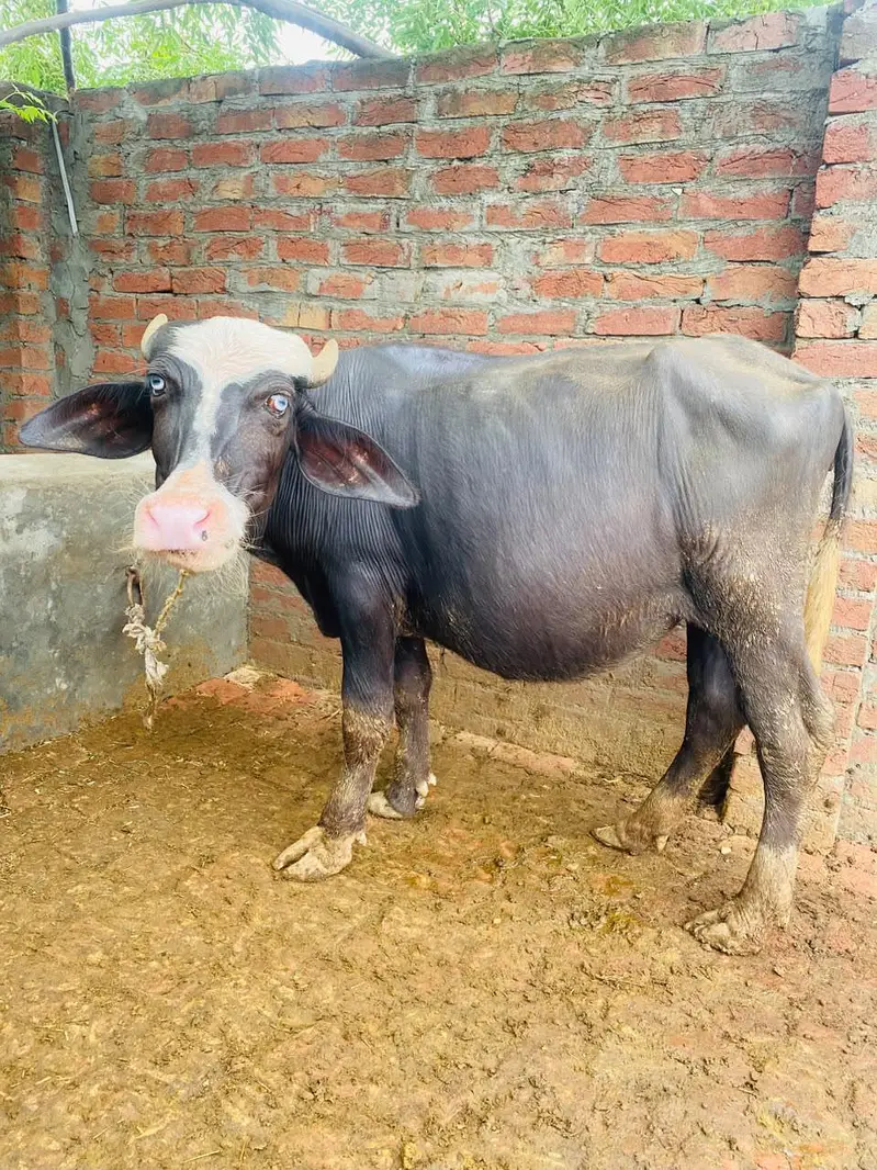 female buffalo — photo 4