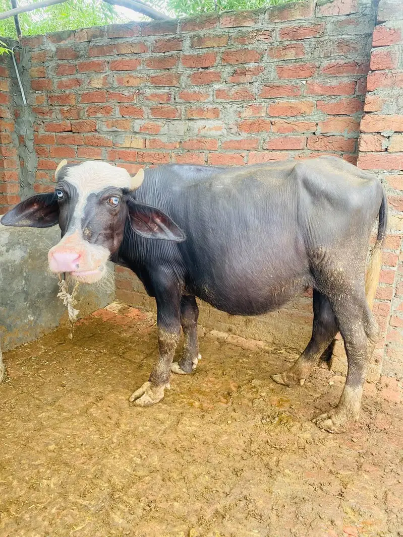 female buffalo — photo 5