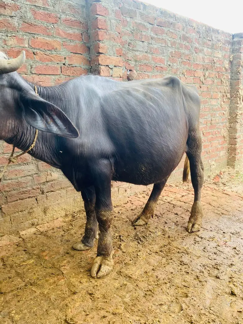 female buffalo — photo 6
