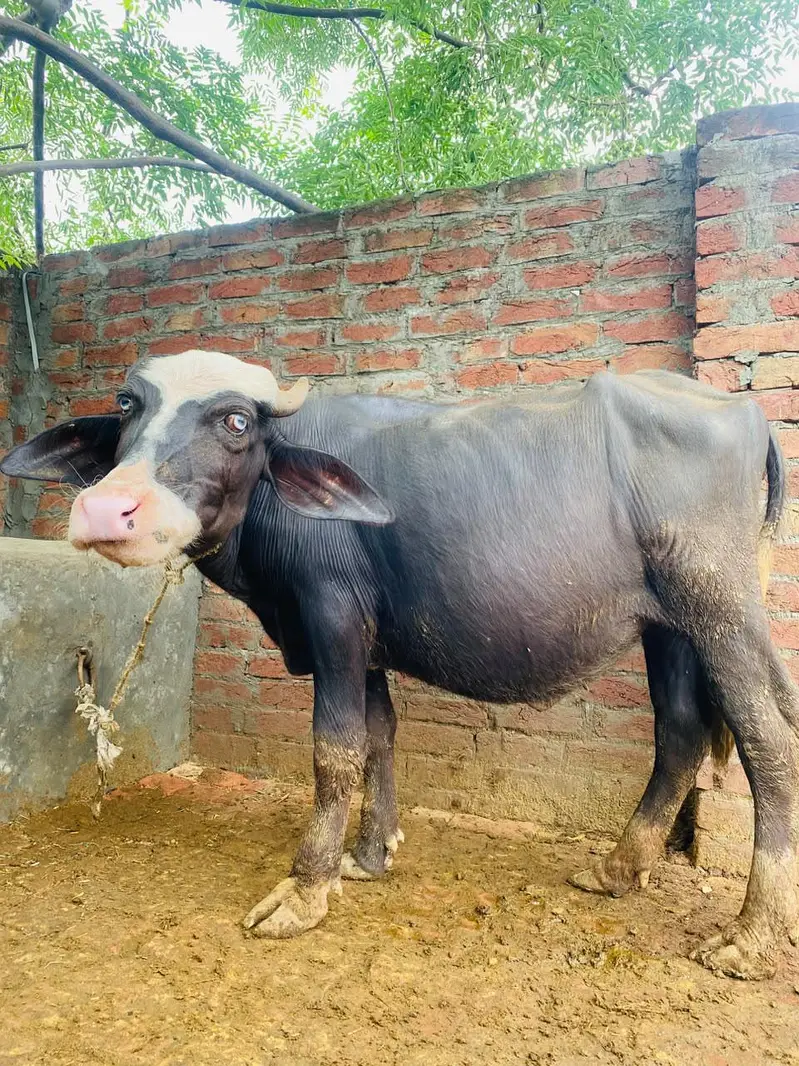 female buffalo — photo 7