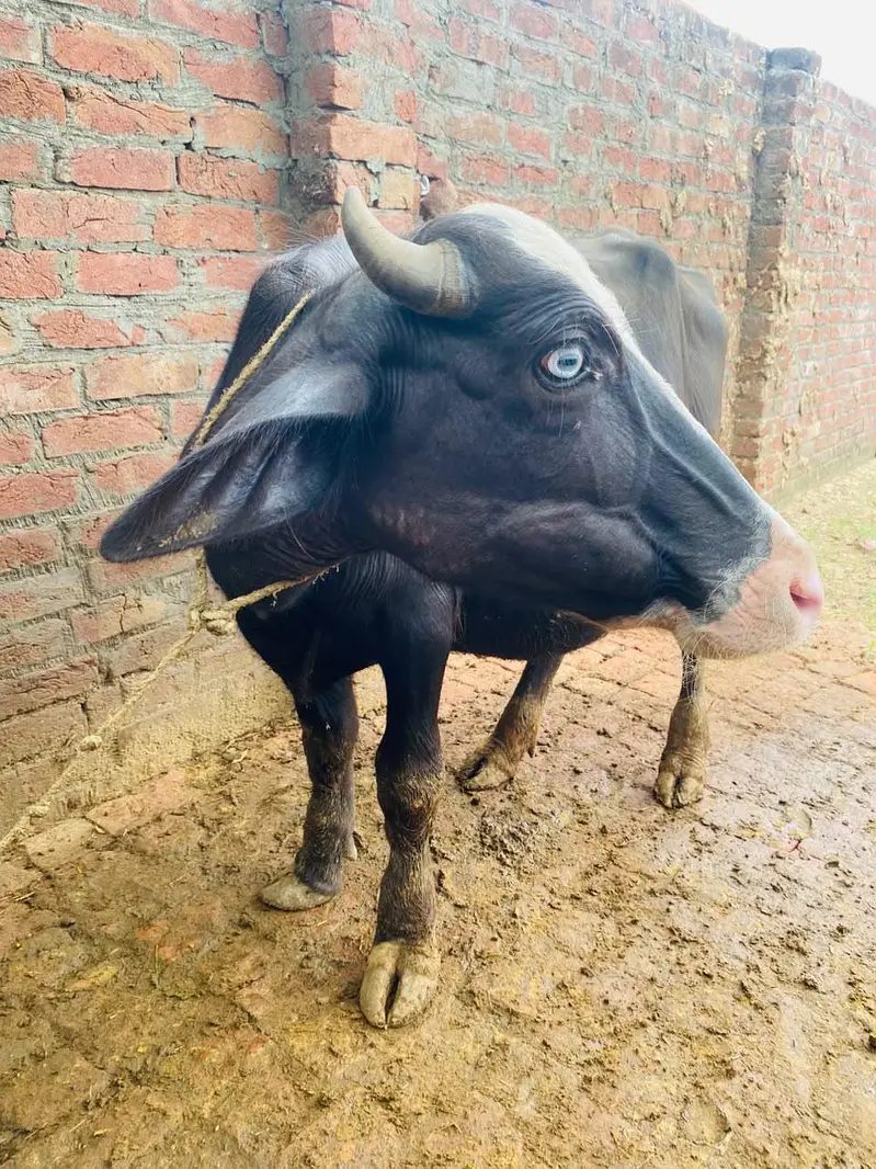female buffalo — photo 8