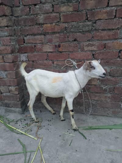white Bakra hy