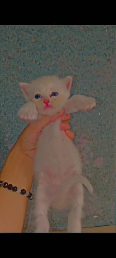 Persion kittens for sale healthy and Cute 