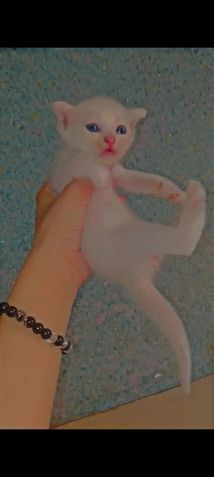 Persion kittens for sale healthy and Cute  — photo 2