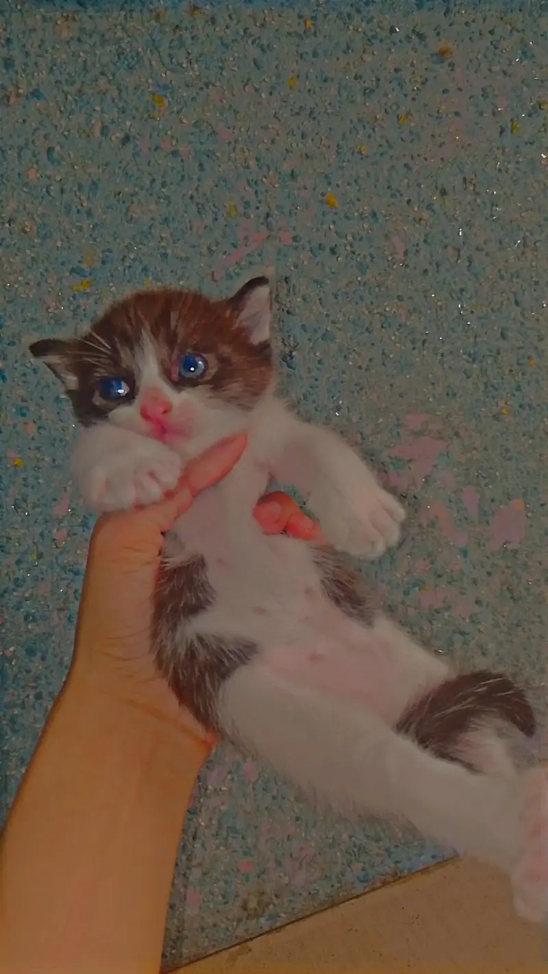 Persion kittens for sale healthy and Cute  — photo 3