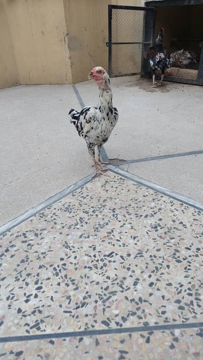 Beautiful print aseel hen