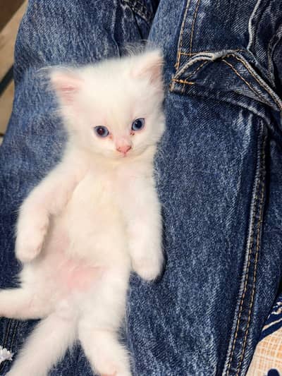 Little Snowballs 