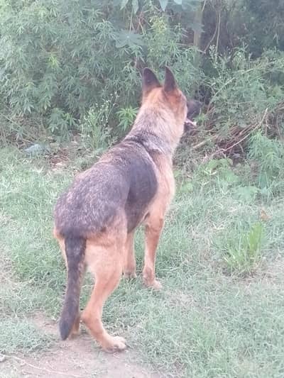 show quality Garman shafard female available on heat