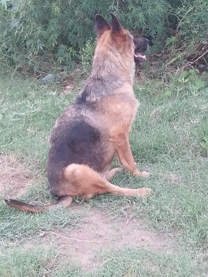 show quality Garman shafard female available on heat — photo 2