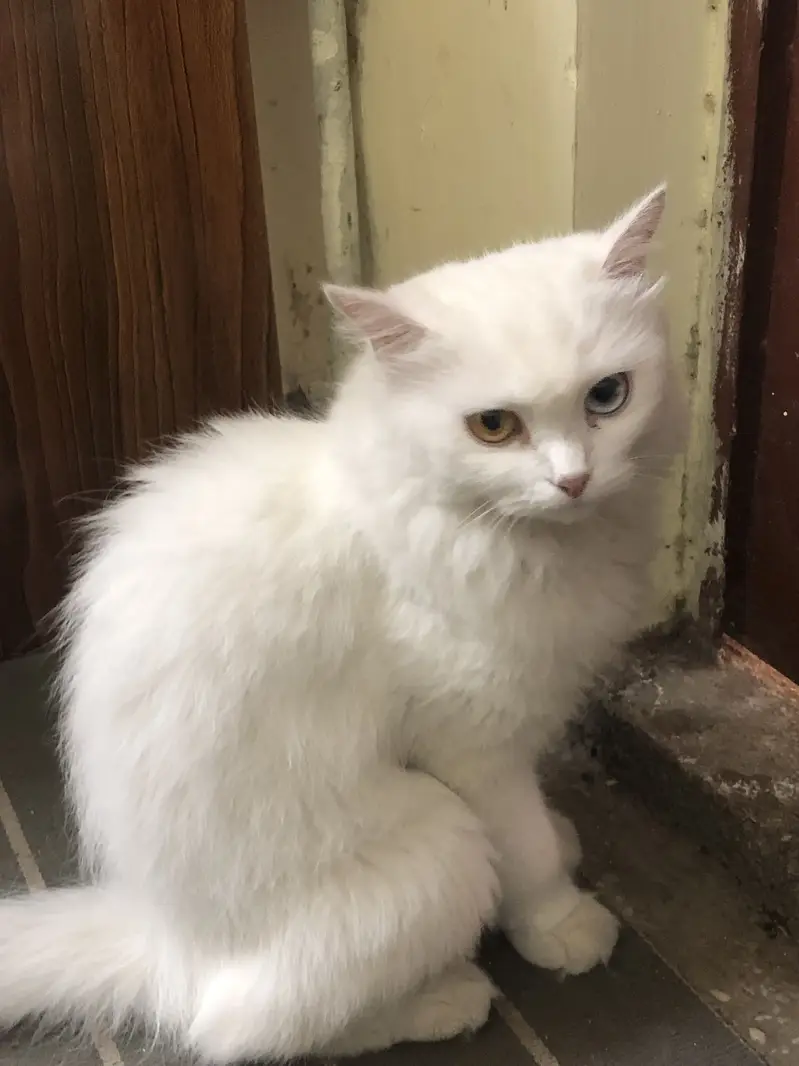 Persian cat triple coated — photo 2