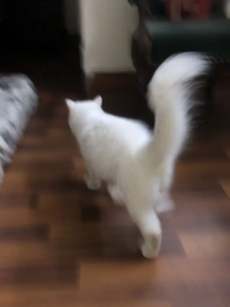 Persian cat triple coated — photo 3