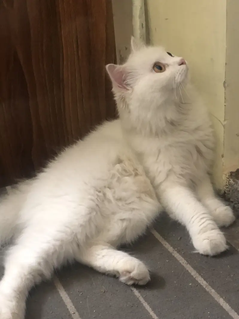 Persian cat triple coated — photo 4