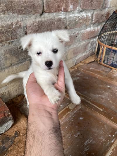 Russian puppy