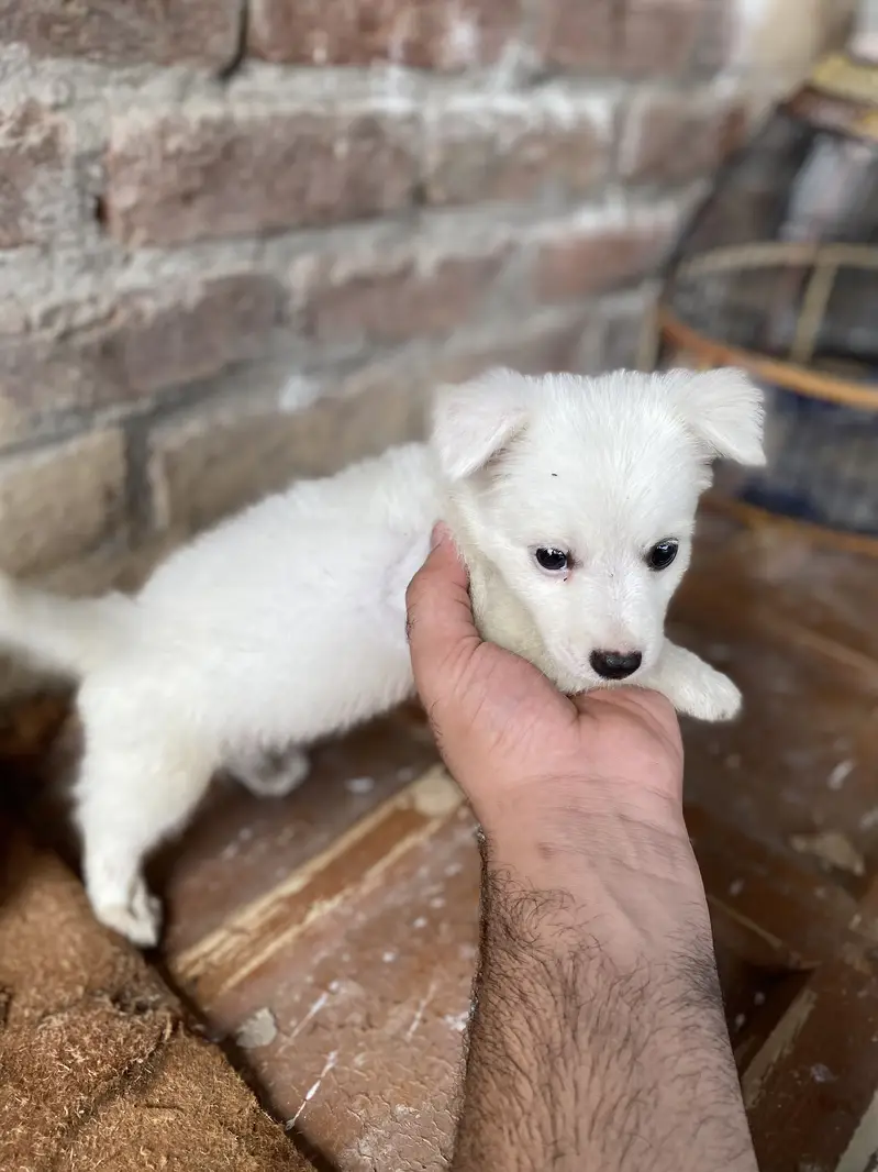 Russian puppy — photo 2