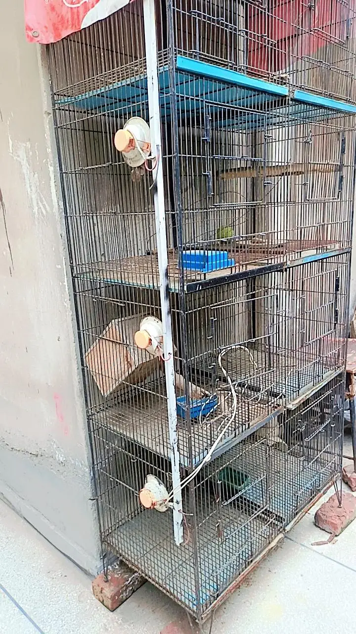 Large Iron Cage for urgent sale — photo 2