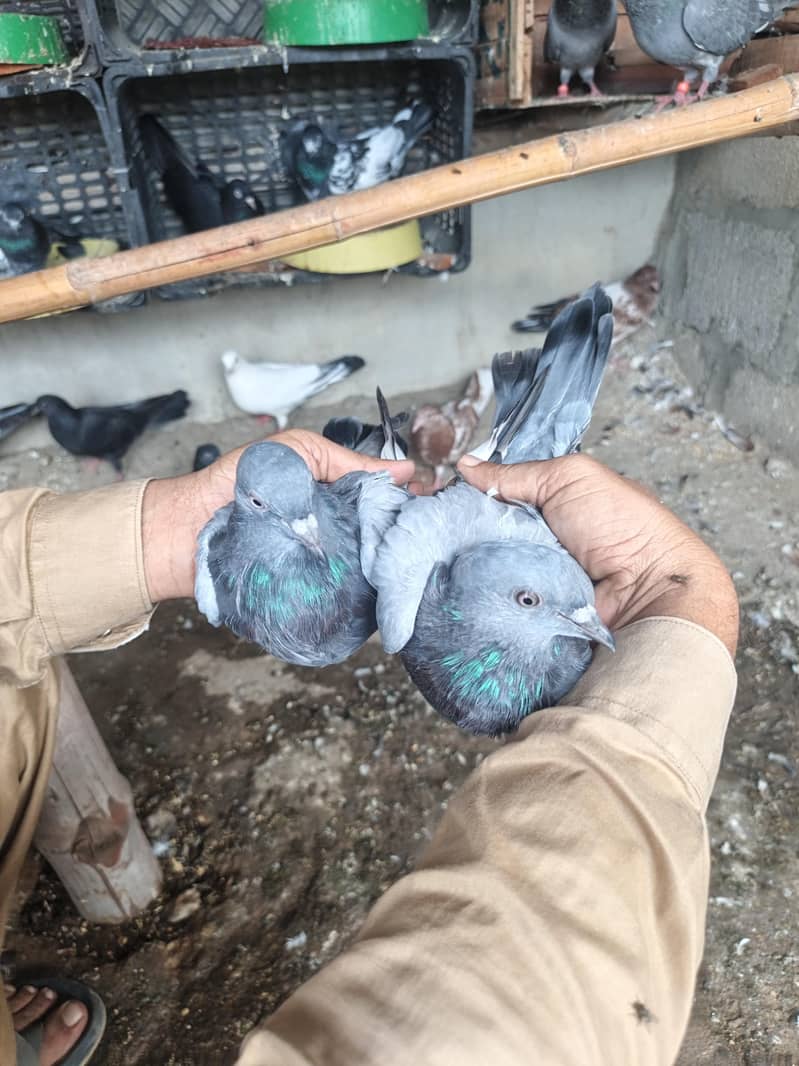 pigeons 0