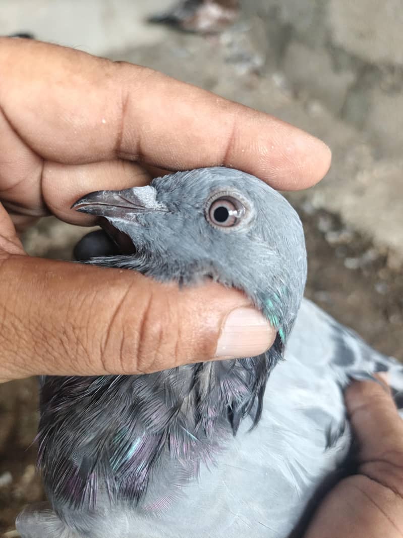 pigeons 1