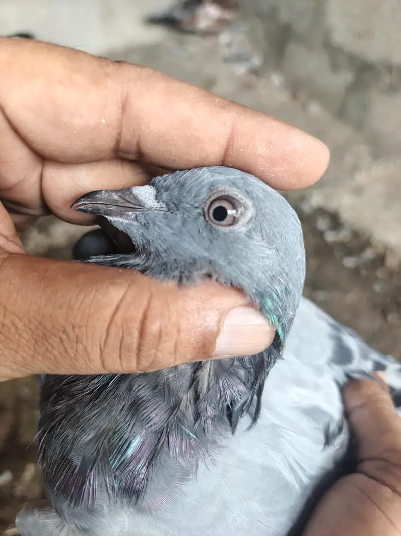 pigeons — photo 2