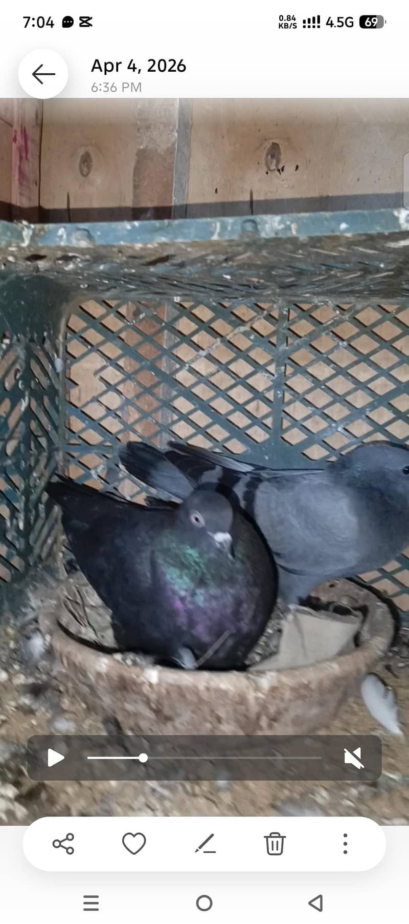 pigeons 2