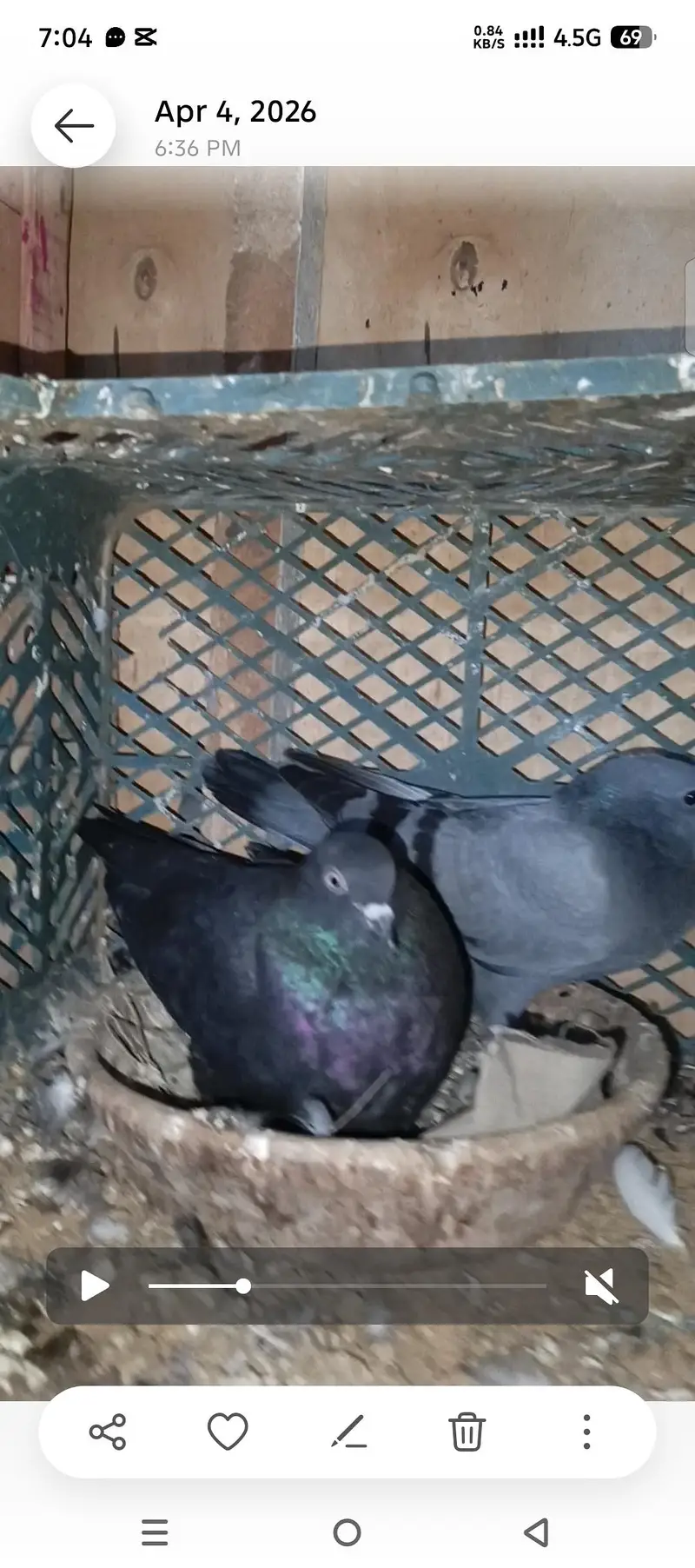 pigeons — photo 3