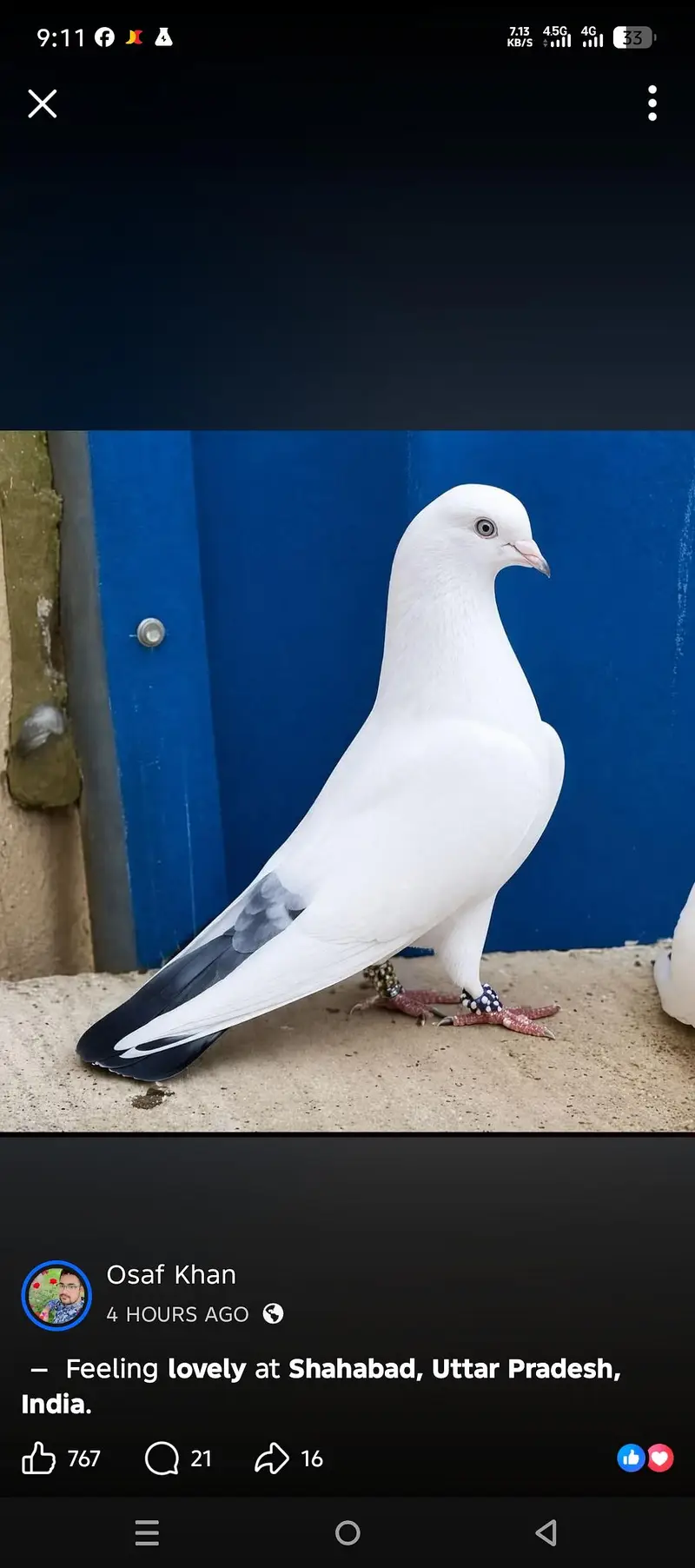 pigeons — photo 4