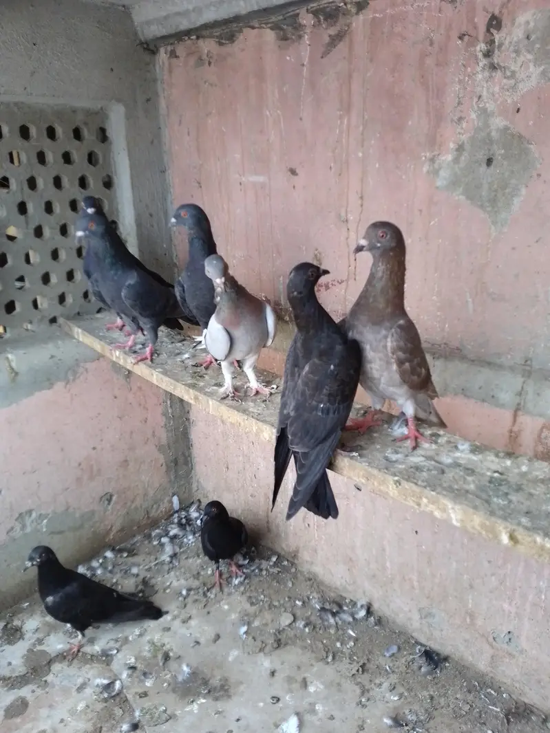 SHERAZI PATHA — photo 2