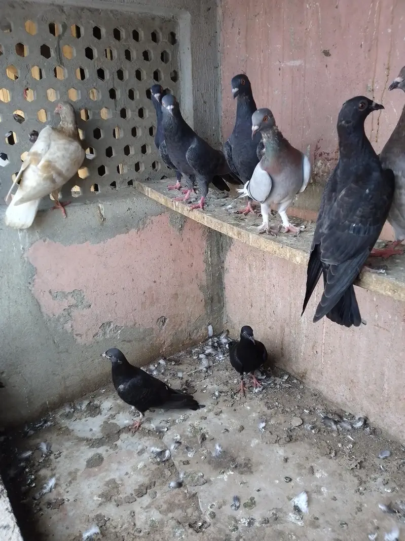 SHERAZI PATHA — photo 3