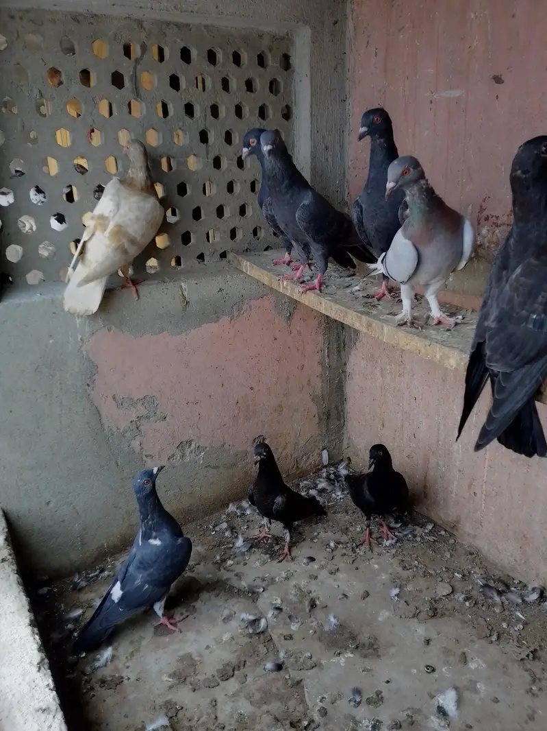 SHERAZI PATHA — photo 4