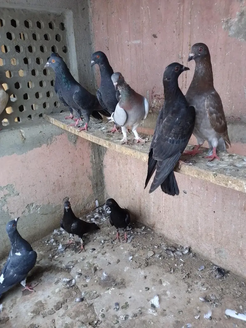SHERAZI PATHA — photo 5