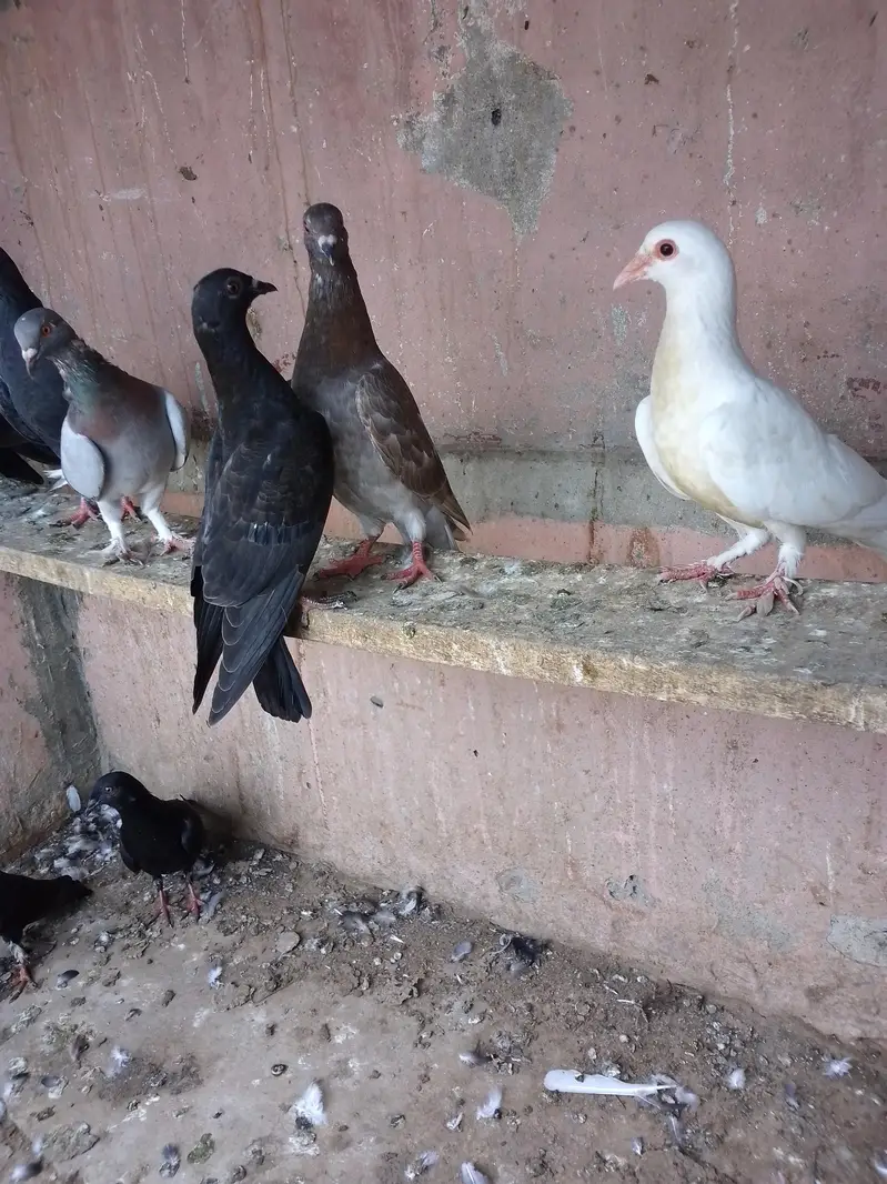 SHERAZI PATHA — photo 6