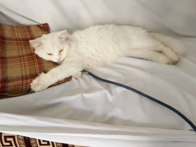 Cat For sale