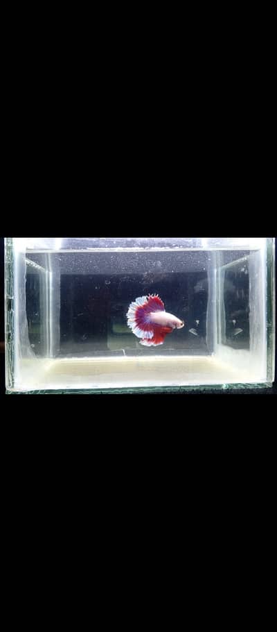 Premium Red & White HMPK Betta