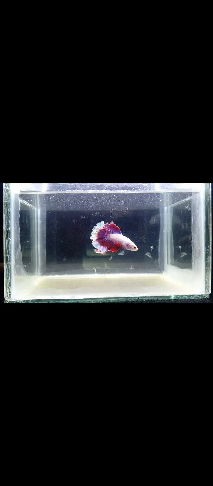 Premium Red & White HMPK Betta — photo 2