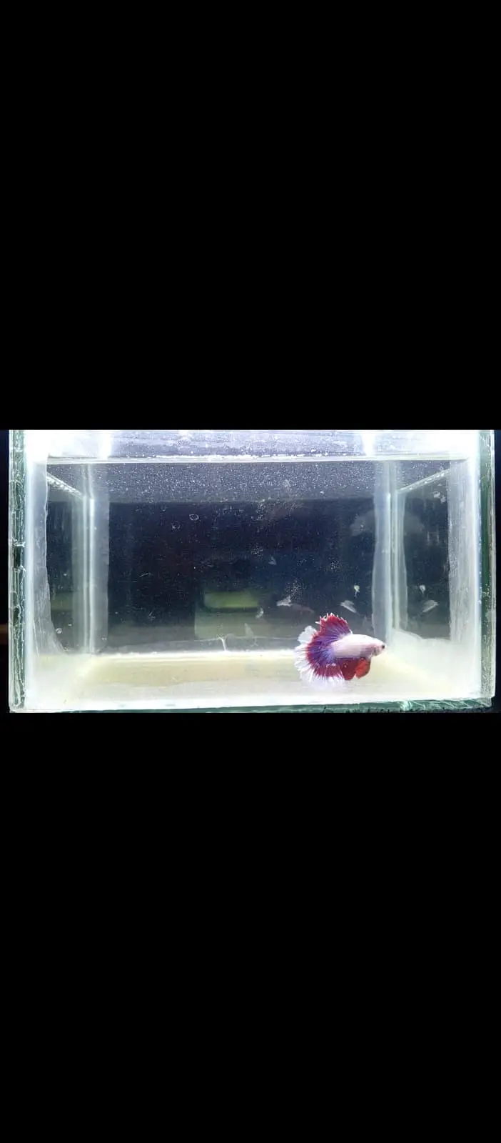 Premium Red & White HMPK Betta — photo 3