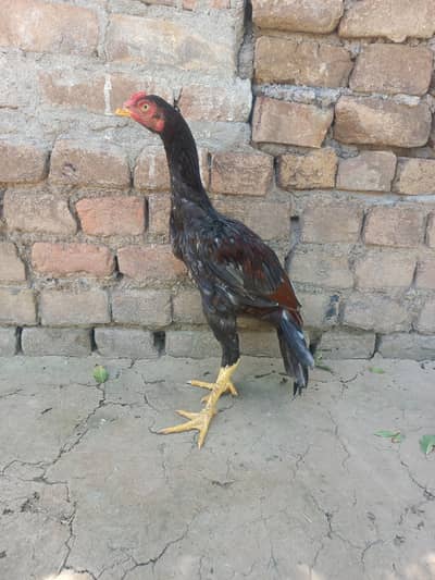 Aseel Quality/Vaccinated Murga for SALE, Price kam bhi ho jaye gi.