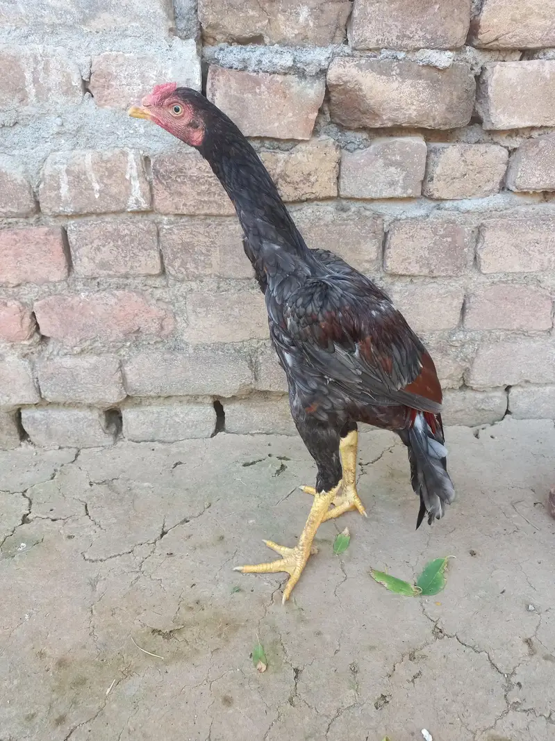 Aseel Quality/Vaccinated Patha for SALE, Price kam bhi ho jaye gi. — photo 4